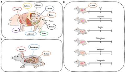 Gut microbiota contributes to the methionine metabolism in host